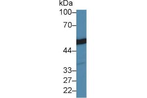 Detection of TUBb in Mouse Cerebrum lysate using Polyclonal Antibody to Tubulin Beta (TUBb)