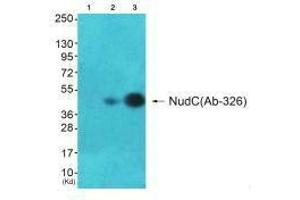 Western blot analysis of extracts from A549 cells and HepG2(Lane 3) cells, using NudC (Ab-326) antiobdy. (NUDC anticorps  (Ser326))