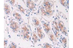 Detection of EGF in Human Stomach Tissue using Polyclonal Antibody to Epidermal Growth Factor (EGF)