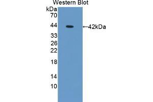 Detection of Recombinant OSTN, Mouse using Polyclonal Antibody to Osteocrin (OSTN) (Osteocrin anticorps  (AA 26-130))