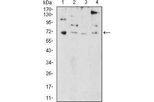 Western blot analysis using PRDM5 mouse mAb against HL-60 (1), NIH/3T3 (2), SW480 (3), and HEK293 (4) cell lysate.