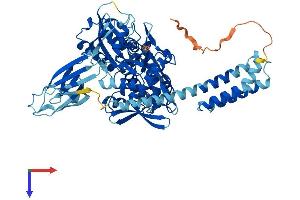 AlphaFold protein structure predicition of Human Recombinant HSPA1L Protein, UniprotID P34931