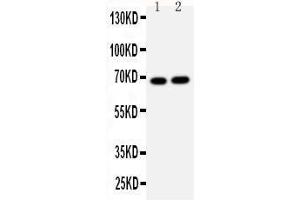 Anti-Lamin B2 antibody, Western blotting Lane 1: HELA Cell Lysate Lane 2: U87 Cell Lysate (Lamin B2 anticorps  (C-Term))