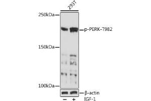 Western blot analysis of extracts of 293T cells, using Phospho-PERK-T982 Rabbit pAb (ABIN7267032) at 1:1000 dilution. (PERK anticorps  (pThr982))
