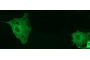 Anti-MTMR14 mouse monoclonal antibody (ABIN2453333) immunofluorescent staining of COS7 cells transiently transfected by pCMV6-ENTRY MTMR14 (RC207732). (MTMR14 anticorps)