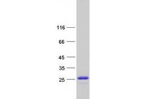 Validation with Western Blot