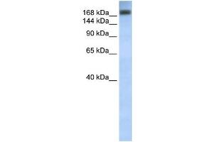 WB Suggested Anti-ADAR Antibody Titration:  0.