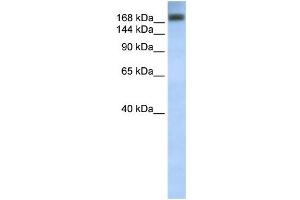 WB Suggested Anti-ADAR Antibody Titration:  0. (ADAR anticorps  (C-Term))