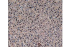 IHC-P analysis of liver tissue, with DAB staining. (Orexin A anticorps  (AA 32-123))