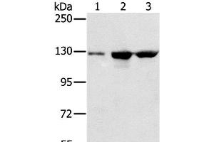 Western Blot analysis of A549, K562 and hela cell using NAT10 Polyclonal Antibody at dilution of 1:200 (NAT10 anticorps)