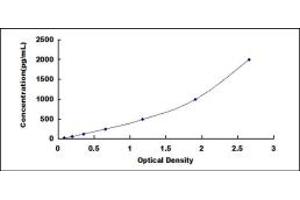 Chromosome 19 Open Reading Frame 80 (C19ORF80) ELISA Kit