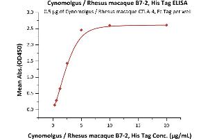 Immobilized Cynomolgus / Rhesus macaque CTLA-4, Fc Tag (ABIN2180928,ABIN2180927) at 5 μg/mL (100 μL/well) can bind Cynomolgus / Rhesus macaque B7-2, His Tag (Hied) (ABIN2180854,ABIN2180853) with a linear range of 0.