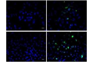 Image provided by One World Lab validation program.