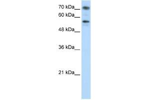 WB Suggested Anti-BRD7 Antibody Titration:  0. (BRD7 anticorps  (C-Term))