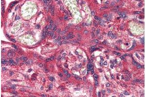 Anti-OR51E1 antibody  ABIN1049182 IHC staining of human placenta. (OR51E1 anticorps  (Internal Region))