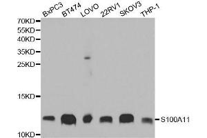 Western blot analysis of extracts of various cell lines, using S100A11 antibody. (S100A11 anticorps  (AA 1-105))