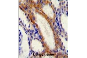 STIM1 Antibody (C-term) (ABIN654073 and ABIN2843969) immunohistochemistry analysis in formalin fixed and paraffin embedded human kidney tissue followed by peroxidase conjugation of the secondary antibody and DAB staining.