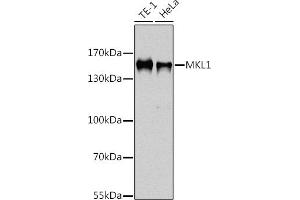 Western blot analysis of extracts of various cell lines, using MKL1 antibody  at 1:1000 dilution. (MKL1 anticorps  (AA 1-280))