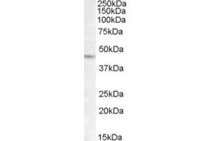 Western Blotting (WB) image for anti-LIM Homeobox 2 (LHX2) (C-Term) antibody (ABIN2465896) (LHX2 anticorps  (C-Term))