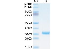 Biotinylated Cynomolgus BTN3A1/CD277 on Tris-Bis PAGE under reduced condition.