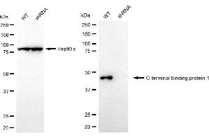 Western blotting analysis using C-terminal binding protein 1 antibody (ABIN7797815). (Recombinant CTBP1 anticorps)