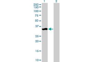 Western Blot analysis of ZMAT3 expression in transfected 293T cell line by ZMAT3 MaxPab polyclonal antibody.