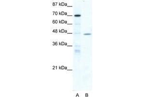 Western Blotting (WB) image for anti-Nuclear Receptor Subfamily 2, Group F, Member 6 (NR2F6) antibody (ABIN2460630) (NR2F6 anticorps)
