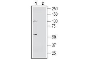 Western blot analysis of human SHSY-5Y neuroblastoma cell line lysate: - 1.