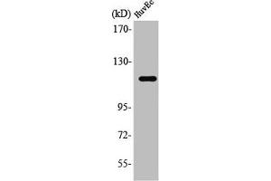 Western Blot analysis of HuvEc cells using ST18 Polyclonal Antibody (ST18 anticorps  (N-Term))