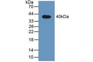 Figure. (STAT2 anticorps  (AA 587-838))