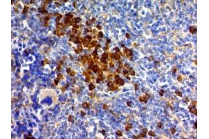 Image no. 2 for anti-CD63 (CD63) antibody (ABIN6188015) (CD63 anticorps)