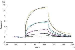 Cynomolgus GITR Ligand, His Tag immobilized on CM5 Chip can bind Cynomolgus GITR, His Tag with an affinity constant of 0.