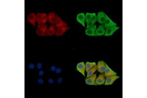 ABIN7093172 and ABIN7100824 staining Hela cells by IF/ICC.