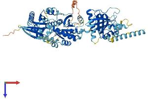 AlphaFold protein structure predicition of Human Recombinant GIMAP8 Protein, UniprotID Q8ND71