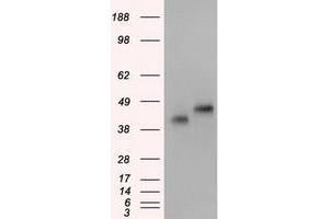 Image no. 1 for anti-Basigin (Ok Blood Group) (BSG) antibody (ABIN1498023)