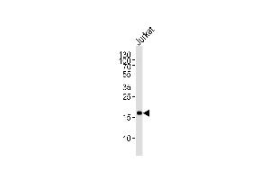 Western blot analysis of lysate from Jurkat cell line, using FK Antibody (ABIN1944786 and ABIN2838527). (MAFK anticorps)