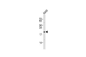 Anti-EREG Antibody (C-term)at 1:2000 dilution + A549 whole cell lysates Lysates/proteins at 20 μg per lane.