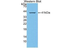 Western Blotting (WB) image for anti-Amphiregulin (AREG) (AA 20-100) antibody (ABIN3209784) (Amphiregulin anticorps  (AA 20-100))