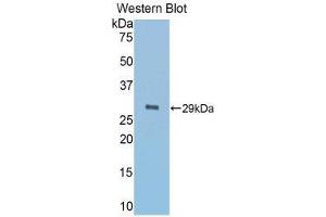 Western Blotting (WB) image for anti-alpha-1-B Glycoprotein (A1BG) (AA 220-415) antibody (ABIN1857837) (A1BG anticorps  (AA 220-415))