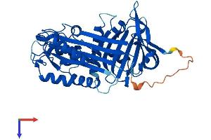 AlphaFold protein structure predicition of Human Recombinant SERPINB9 Protein, UniprotID P50453