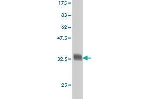 Western Blot detection against Immunogen (33.
