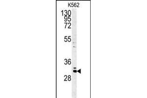 Western blot analysis of C2orf49 Antibody (N-term) (ABIN651382 and ABIN2840213) in K562 cell line lysates (35 μg/lane). (C2orf49 anticorps  (N-Term))