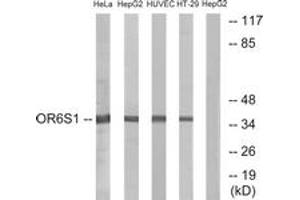 Western blot analysis of extracts from HeLa/HepG2/HuvEc/HT-29 cells, using OR6S1 Antibody.