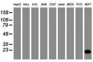 Image no. 3 for anti-Cellular Retinoic Acid Binding Protein 2 (CRABP2) antibody (ABIN1497620)