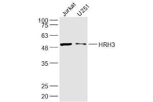 Lane 1: jurkat  Lane 2: U251 lysates probed with HRH3 Polyclonal Antibody, Unconjugated  at 1:300 dilution and 4˚C overnight incubation. (HRH3 anticorps  (AA 281-380))