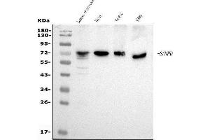 Western blot analysis of SAMHD1 using anti-SAMHD1 antibody (ABIN7601514).