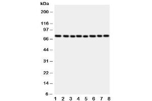 Western blot testing of CYPOR antibody and rat samples: 1. (POR anticorps  (C-Term))