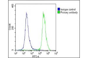 Overlay histogram showing U-2 OS cells stained with (ABIN1538845 and ABIN2849604)(green line). (N6AMT1 anticorps  (N-Term))