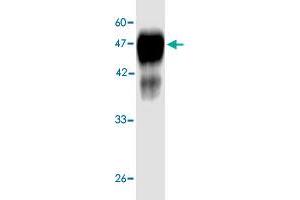 Western blot analysis in  Legionella pneumophila  groEL recombinant protein with  Legionella pneumophila  groEL monoclonal antibody, clone 6d59s  at 1 : 1000 dilution. (Chaperonin GroEL (GroEL) (AA 72-478) anticorps)