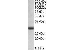 Western Blotting (WB) image for anti-Fibroblast Growth Factor 5 (FGF5) (C-Term) antibody (ABIN2464972) (FGF5 anticorps  (C-Term))